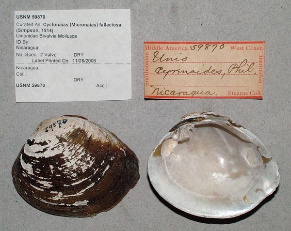 image of lot USNM_59870