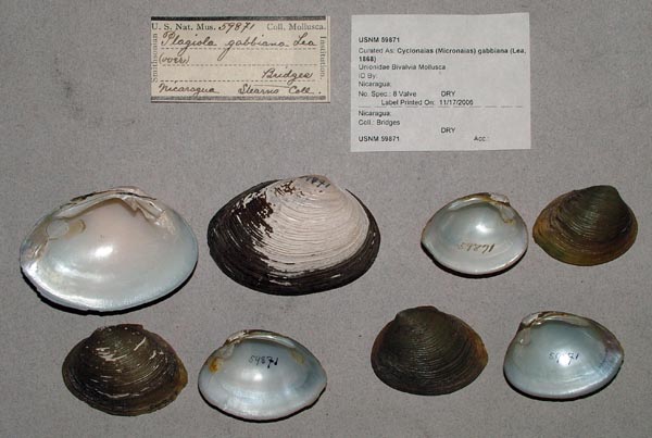 image of lot USNM_59871