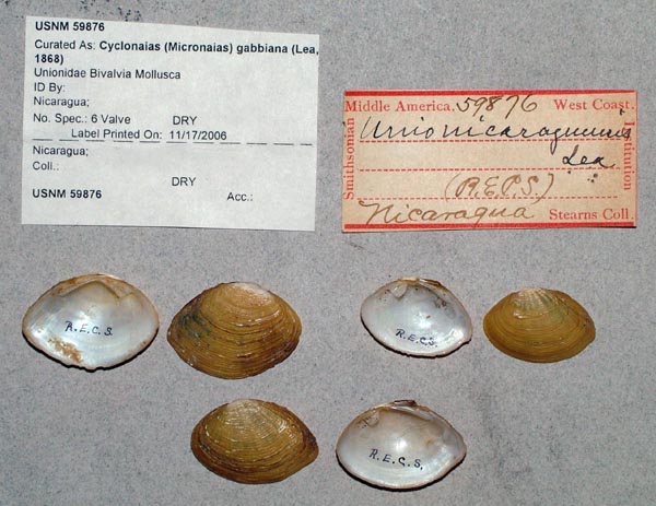 image of lot USNM_59876