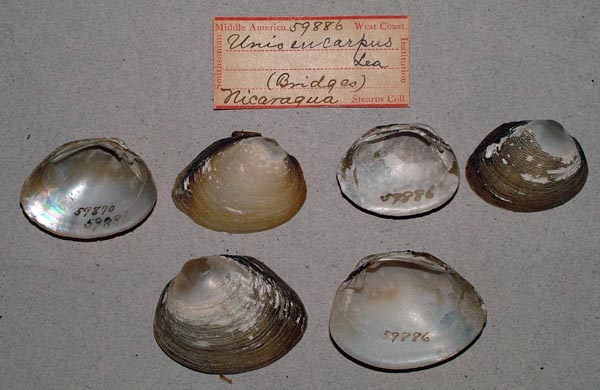 image of lot USNM_59886_02