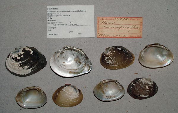 image of lot USNM_59892