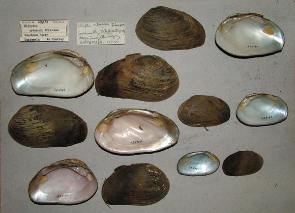 image of lot USNM_664180