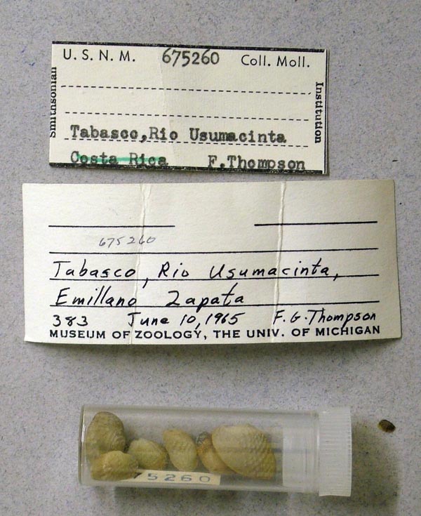 image of lot USNM_675260