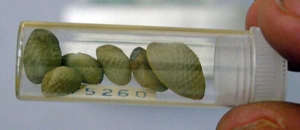 image of lot USNM_675260