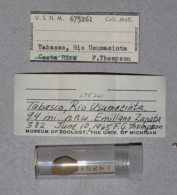 image of lot USNM_675261