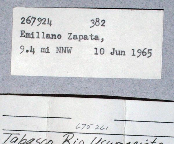 image of lot USNM_675261