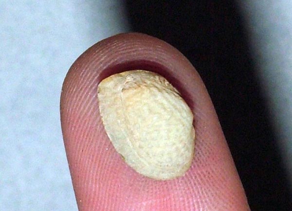 image of lot USNM_675261