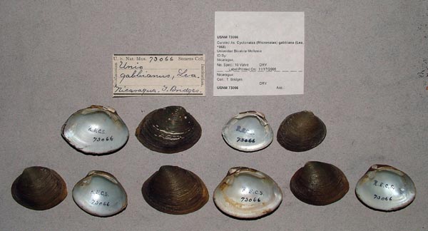 image of lot USNM_73066