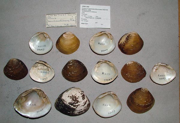 image of lot USNM_73067