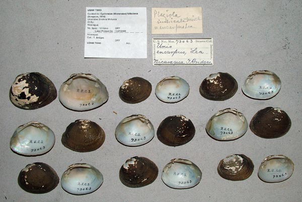 image of lot USNM_75063