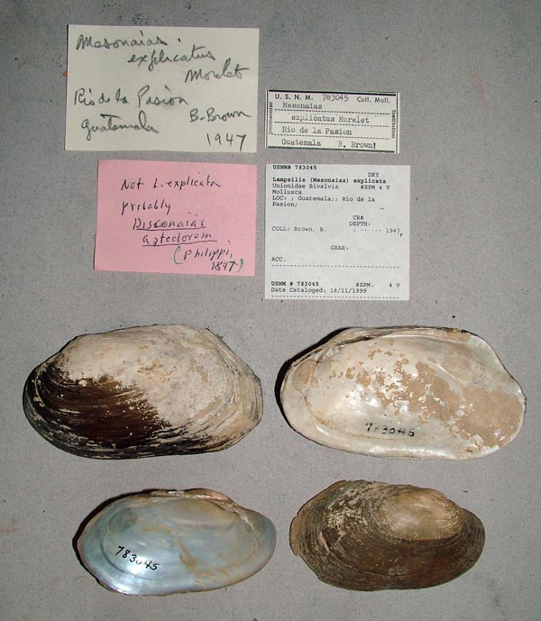 image of lot USNM_783045