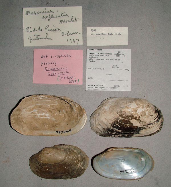 specimen