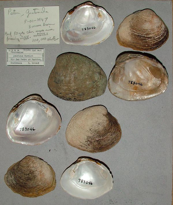 image of lot USNM_783046