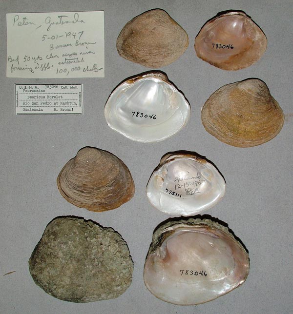 image of lot USNM_783046