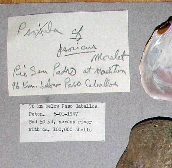 image of lot USNM_783046