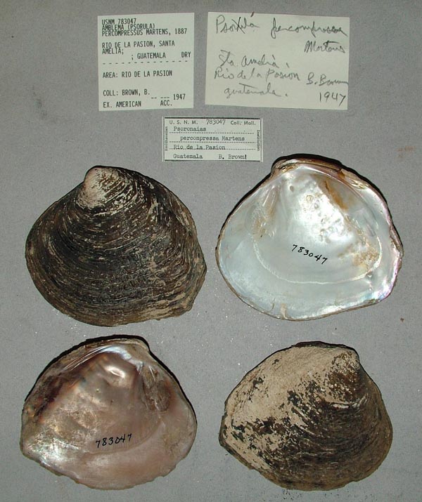 image of lot USNM_783047