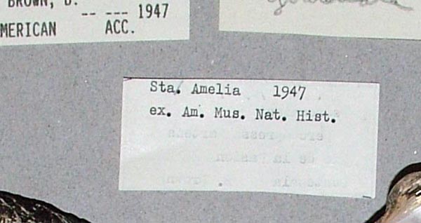 image of lot USNM_783047