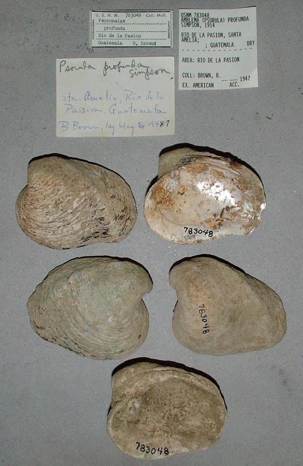 image of lot USNM_783048