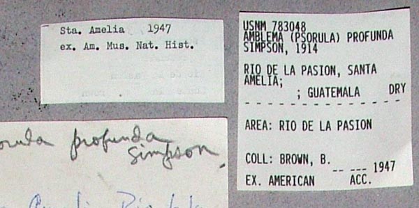 image of lot USNM_783048