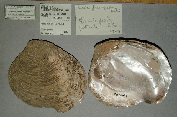 image of lot USNM_783049