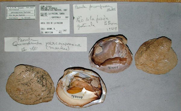 image of lot USNM_783049