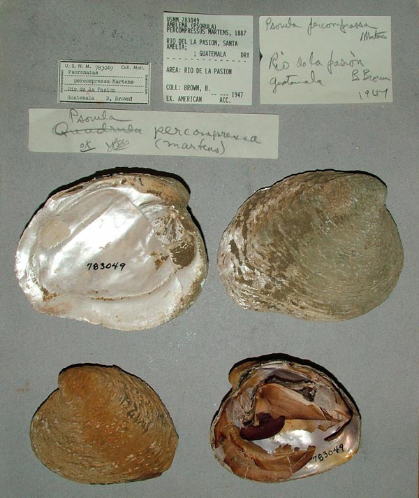 image of lot USNM_783049