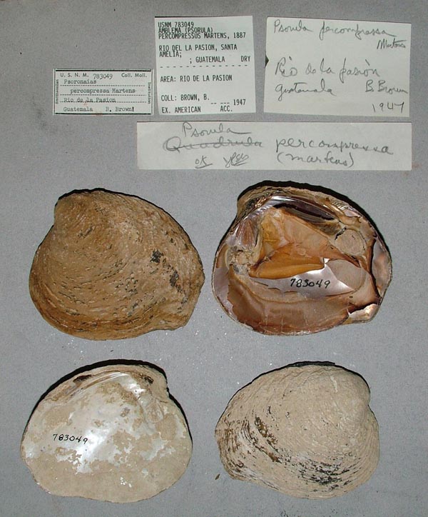 image of lot USNM_783049