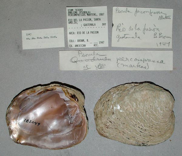 image of lot USNM_783049