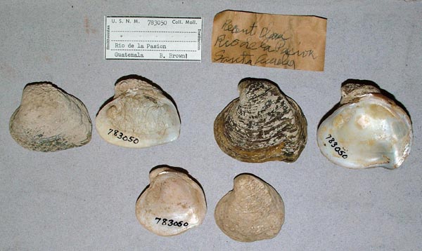 image of lot USNM_783050