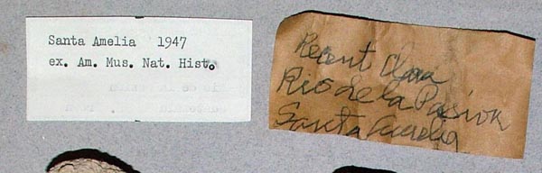 image of lot USNM_783050