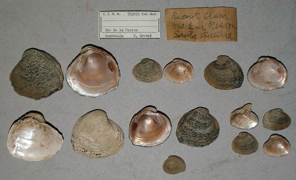 image of lot USNM_783051