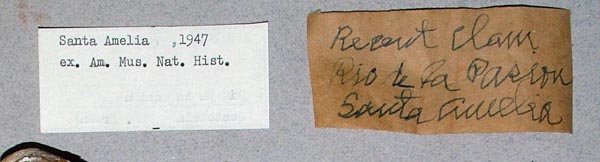 image of lot USNM_783051