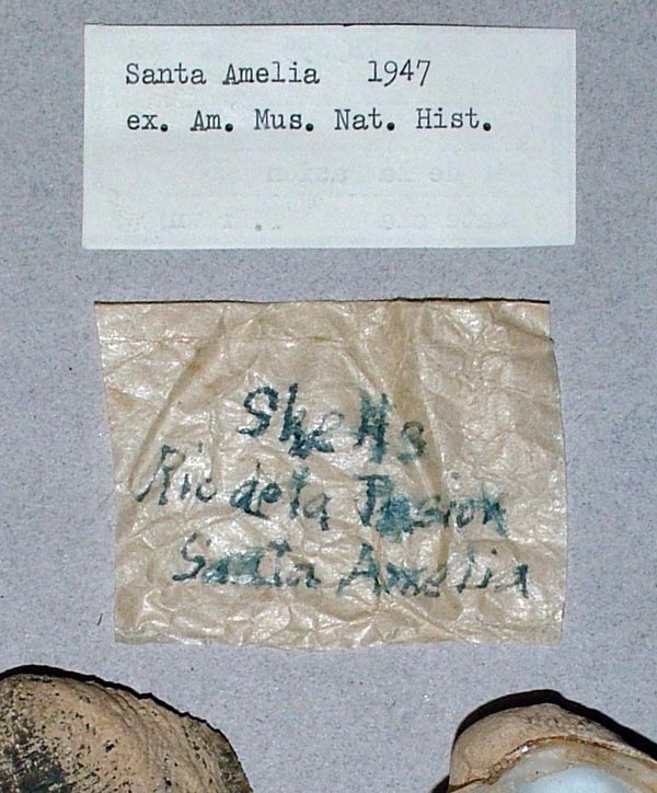 image of lot USNM_783055