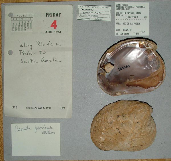 image of lot USNM_783057