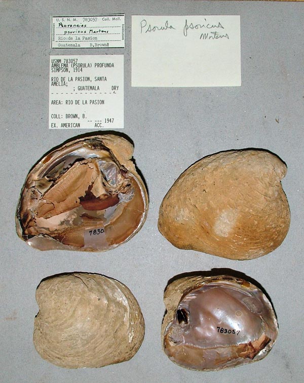 image of lot USNM_783057