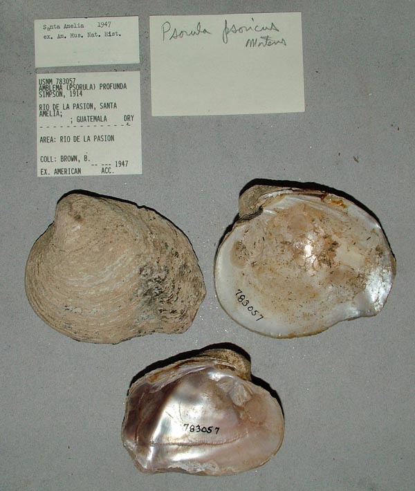 image of lot USNM_783057