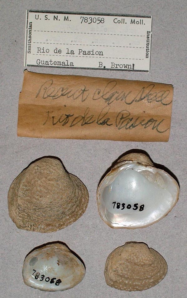 image of lot USNM_783058