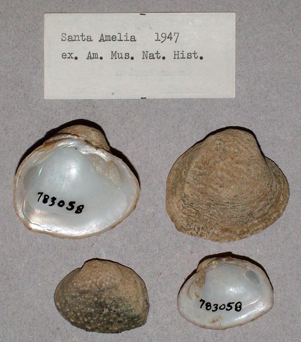 image of lot USNM_783058