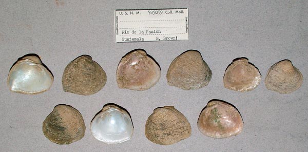 image of lot USNM_783059