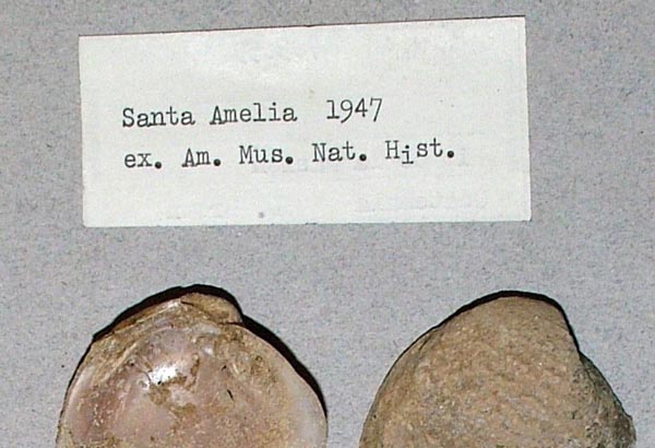 image of lot USNM_783059