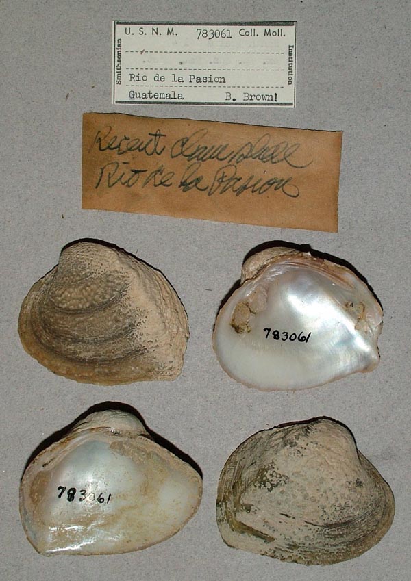 image of lot USNM_783061