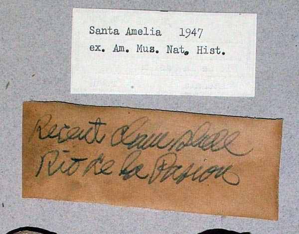 image of lot USNM_783061