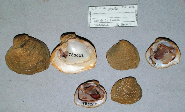 image of lot USNM_783062