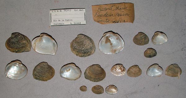 image of lot USNM_783063