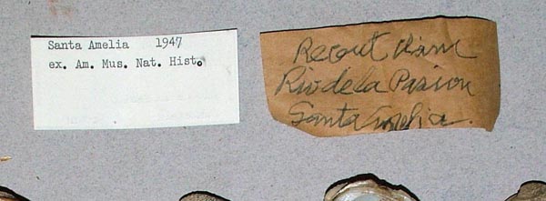 image of lot USNM_783063