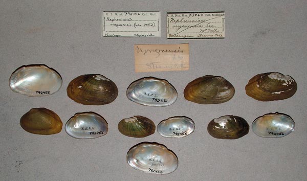 image of lot USNM_792456