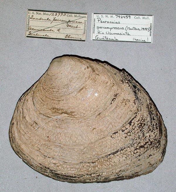 image of lot USNM_792459