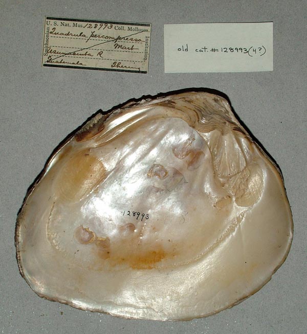 image of lot USNM_792459