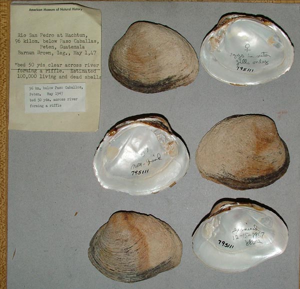 image of lot USNM_795111