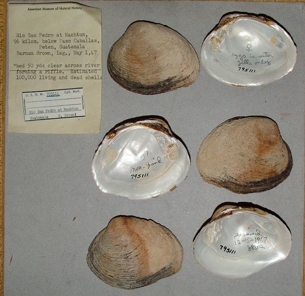 image of lot USNM_795111